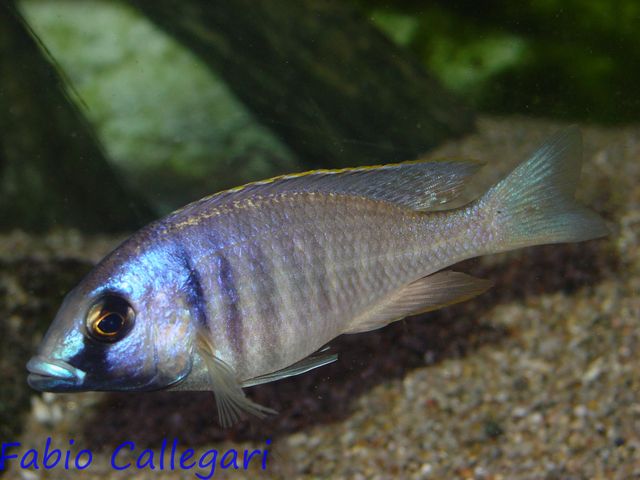 201032402610_Placidochromis electra.JPG